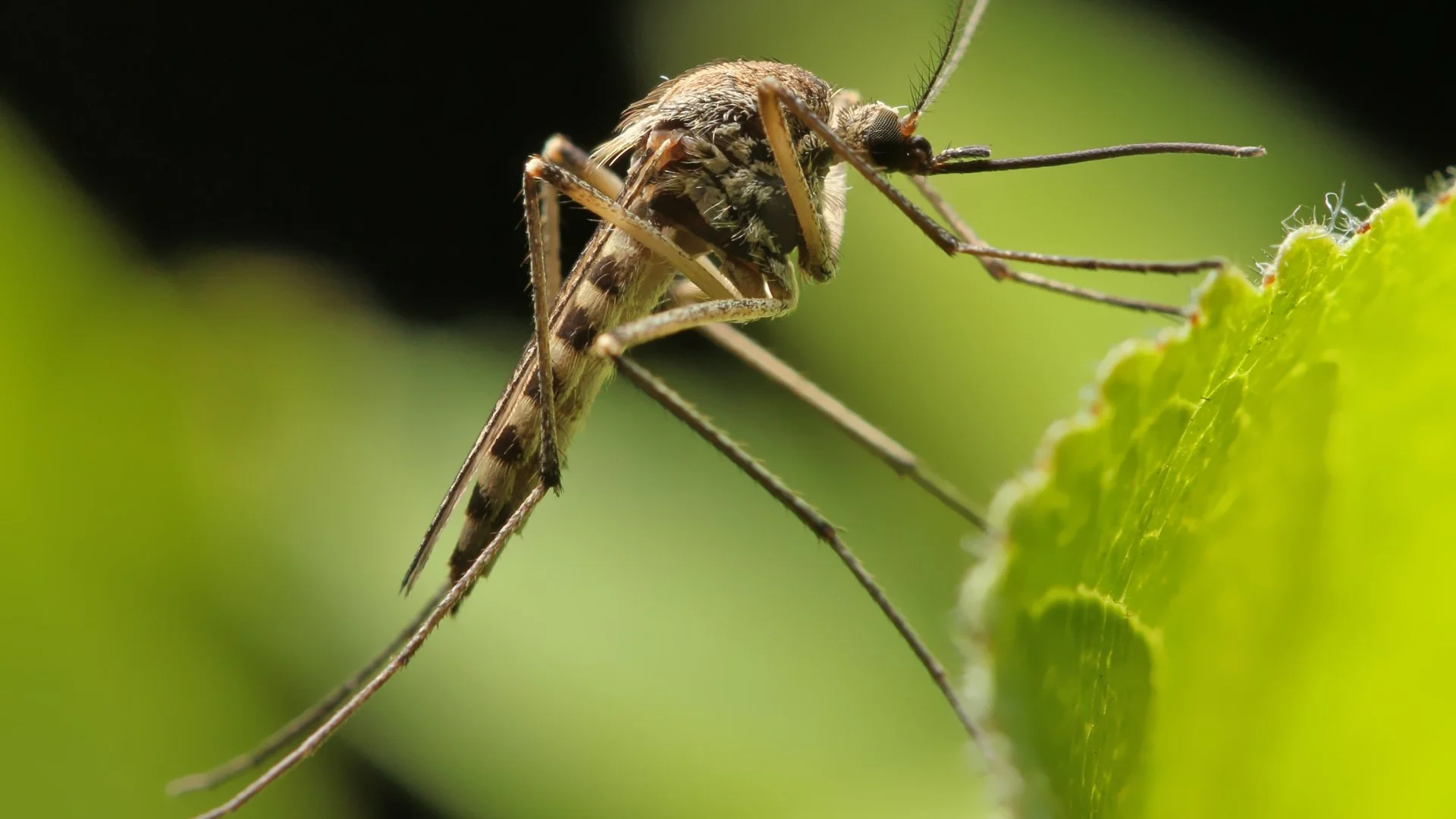How to Reclaim Your Yard From Mosquitoes