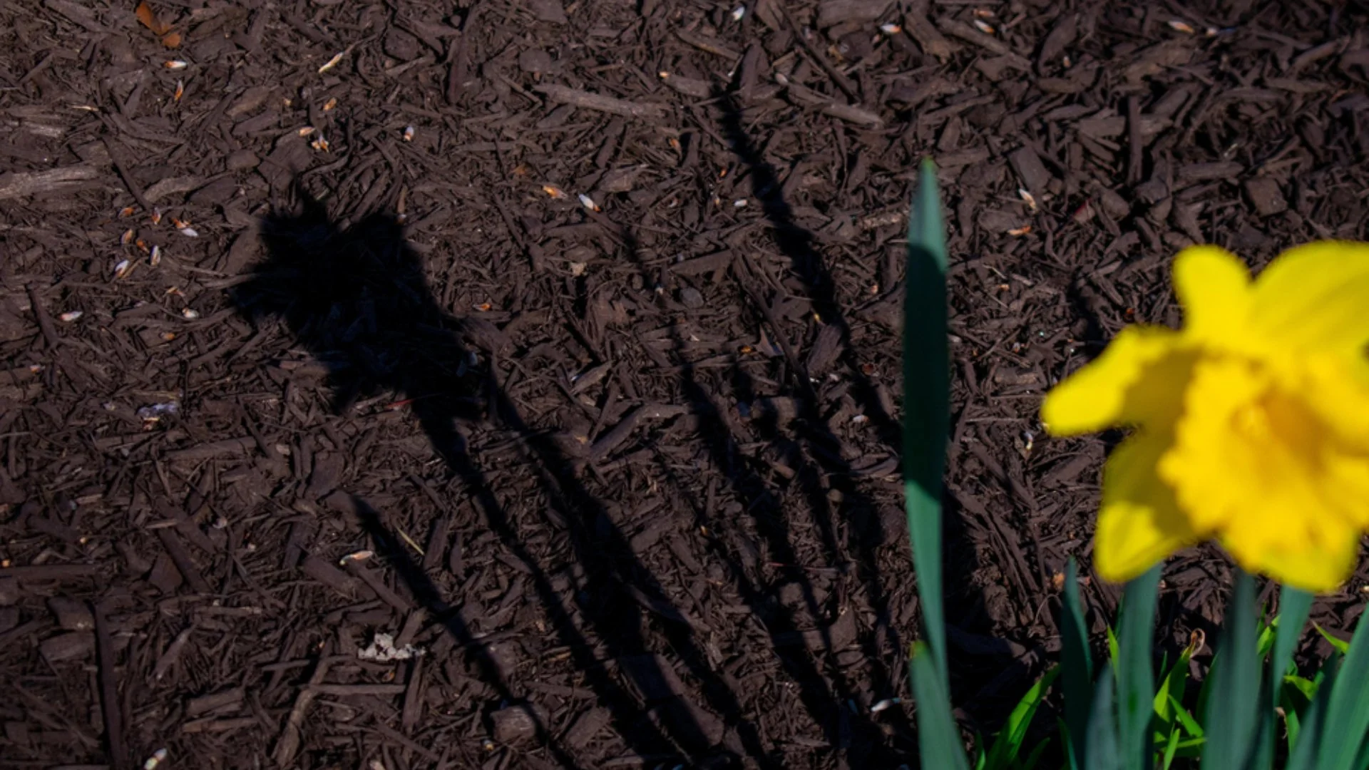 How Thick Should You Install Your Landscape's Mulch Ground Cover?