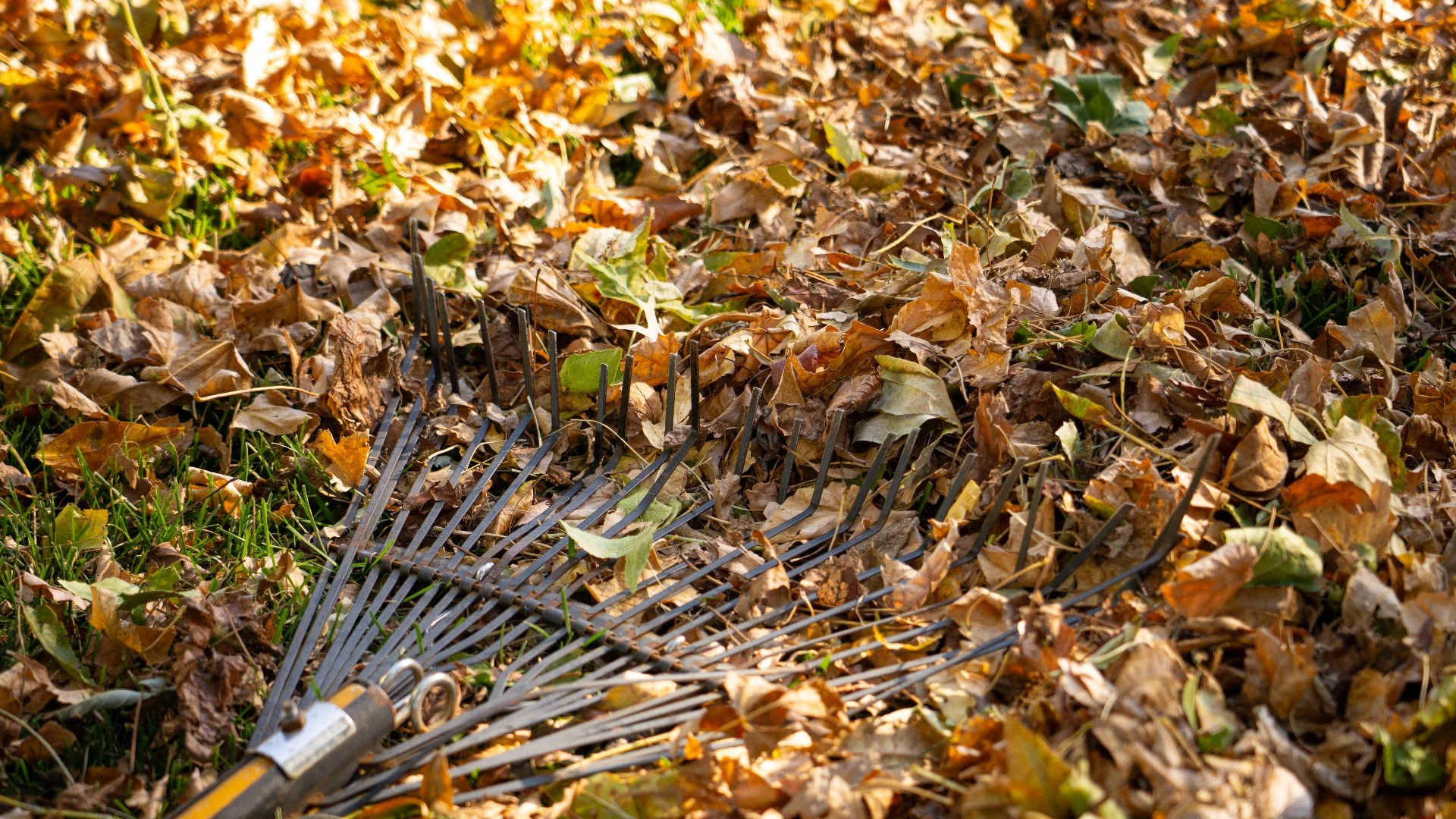 What Can Happen if You Skip Leaf Removal