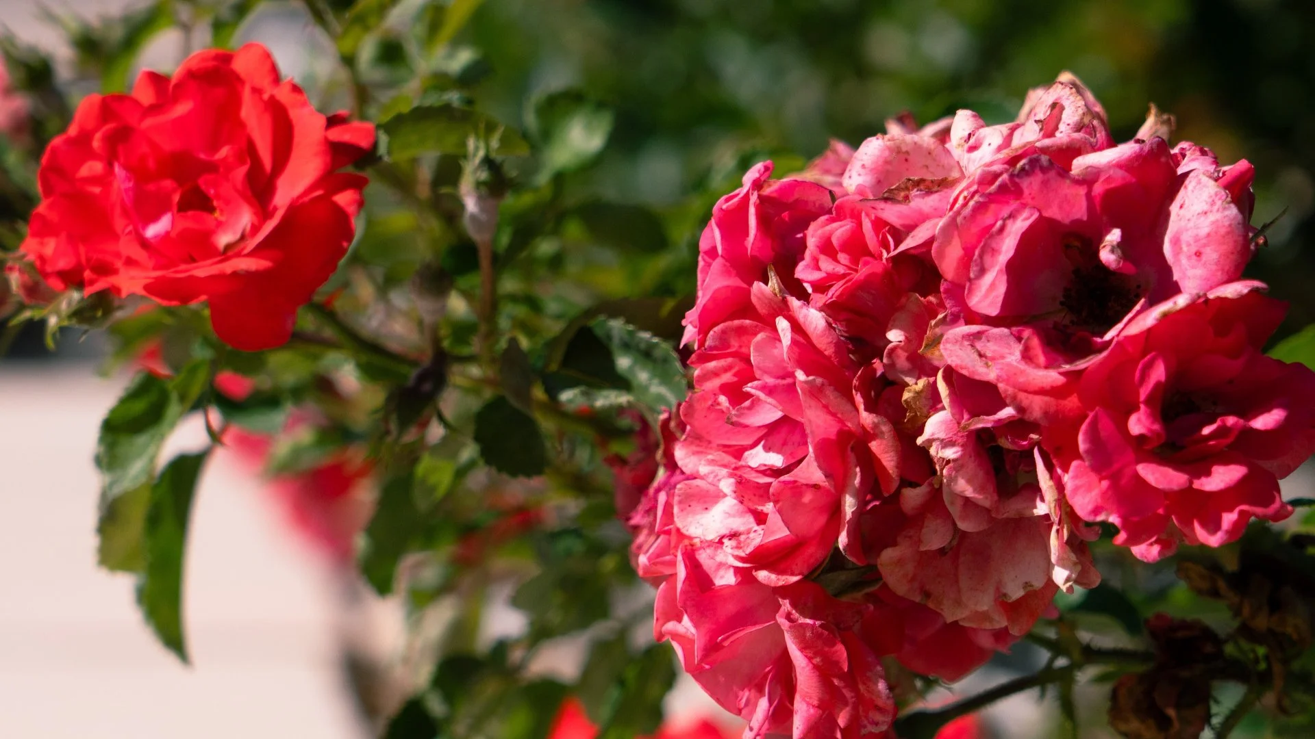 Consider These Things When Selecting Plants for Your Landscape