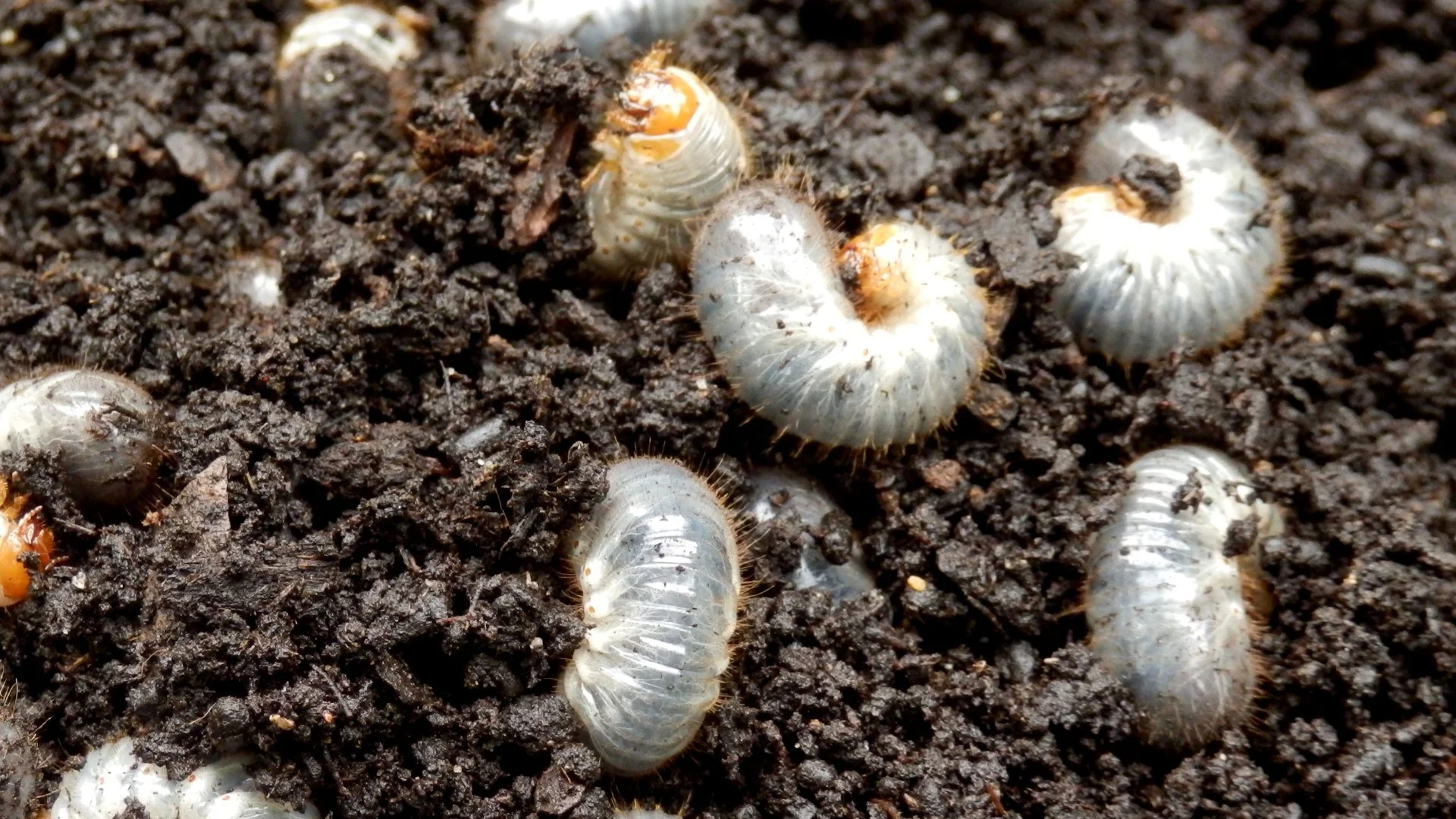 Avoid a Grub Infestation by Investing in Preventative Grub Control