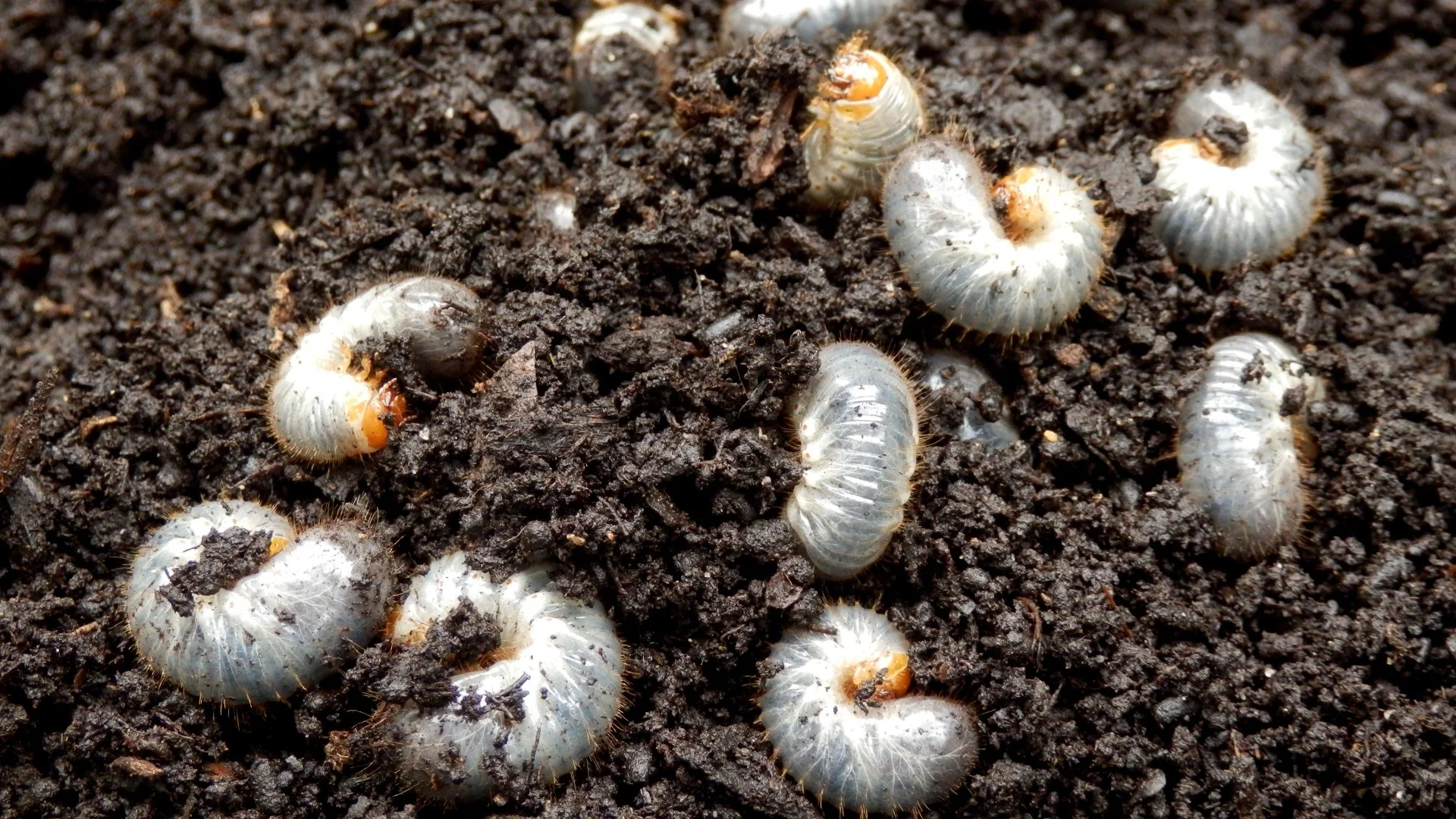 How to Identify Grub Damage on Your Lawn