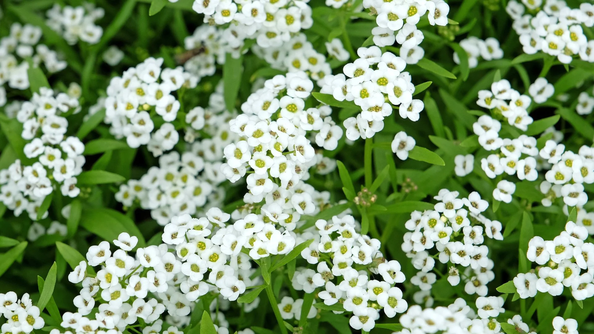 Inspiration for Your Spring Landscape - 4 Annuals to Consider