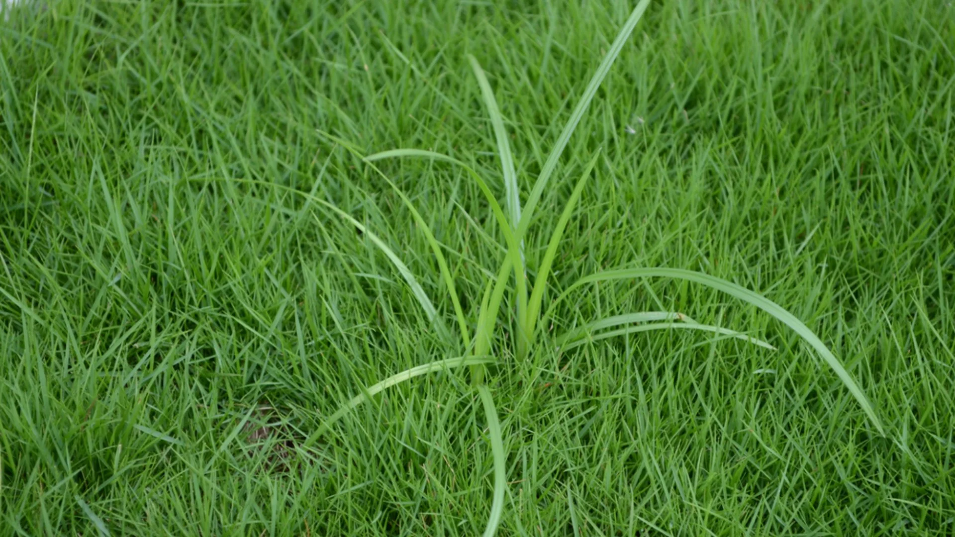 Pre-Emergent Weed Control: An Essential Spring Treatment