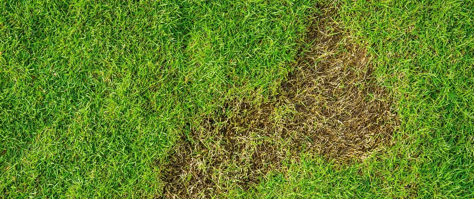 Lawn in Olathe, KS, with bare patch from grub damage.