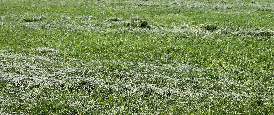 Grass clippings on a lawn in Olathe, KS, after mowing.