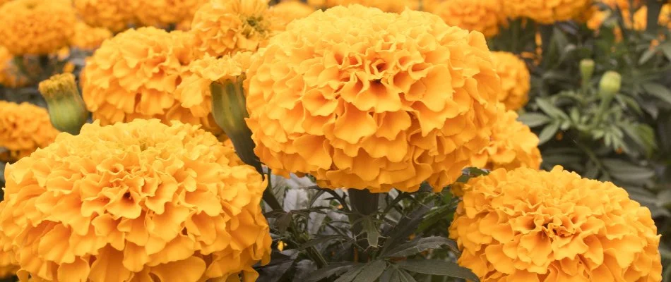 Lush marigold flowers in Olathe, KS.