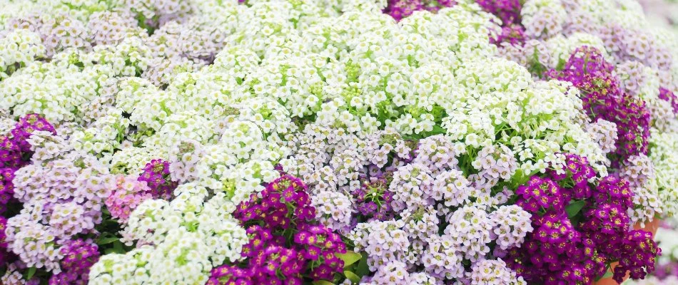 Lush sweet alyssum flowers in Olathe, KS.