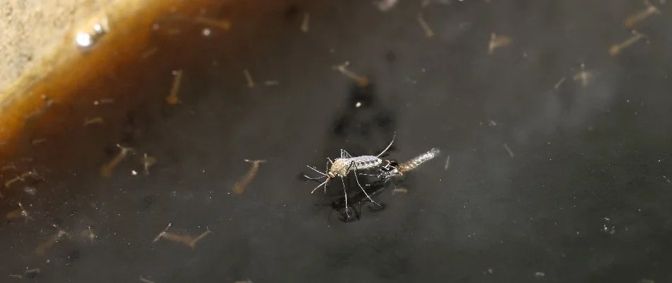 Mosquito laying egg on stagnant water in Olathe, KS.
