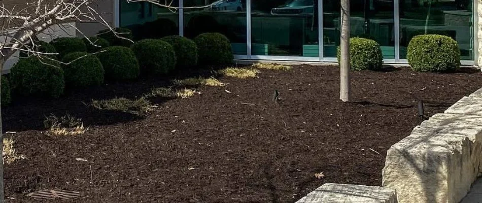 Mulched landscape in Olathe, KS, with shrubs.
