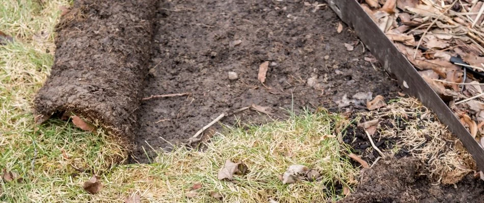 Patch of grub-damaged lawn in Olathe, KS, lifted up.