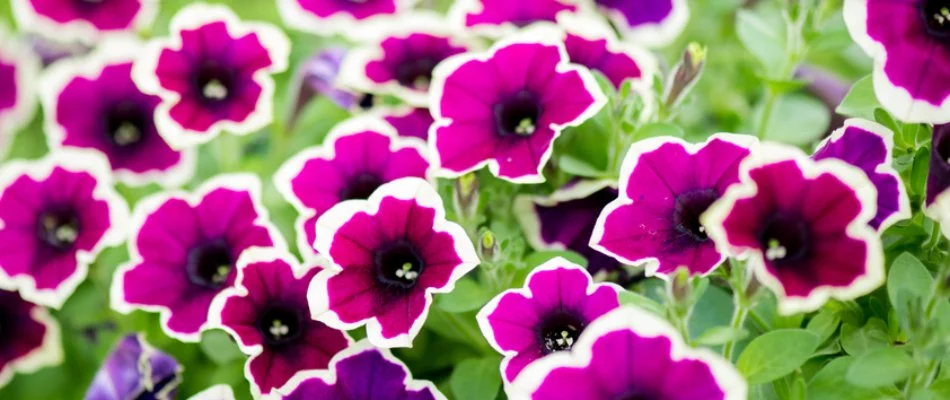 Petunias with bicolor petals in Olathe, KS.