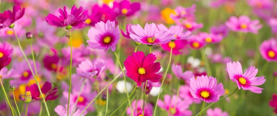 Pink cosmos flowers in Olathe, KS.