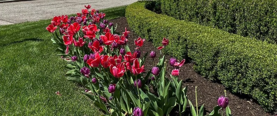 Red and purple flowers and green shrubs in Olathe, KS.