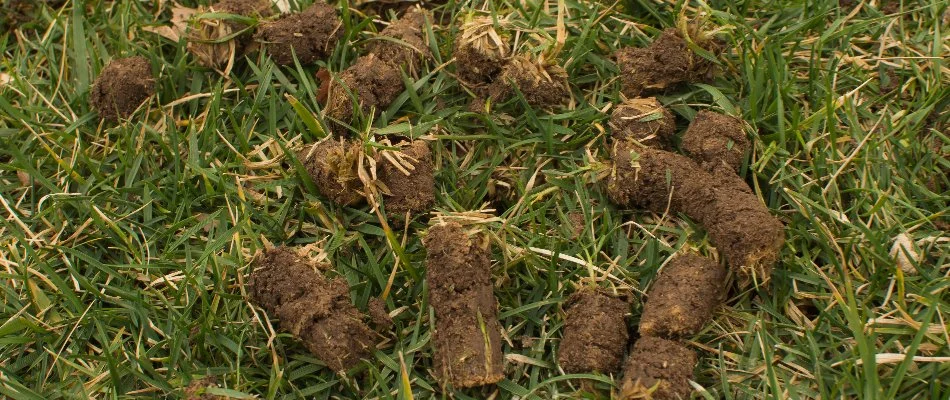 Soil plugs on a lawn in Olathe, KS.
