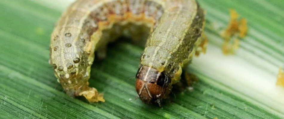Armyworm on grass in Olathe, KS.