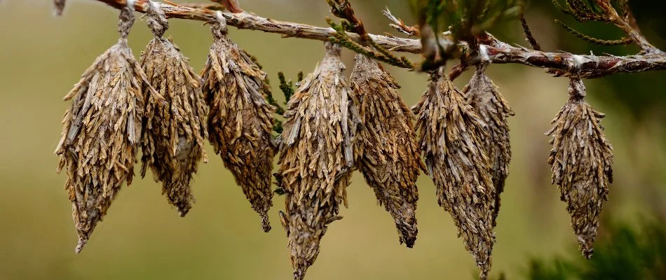 Bagworms on a tree in Olathe, KS.