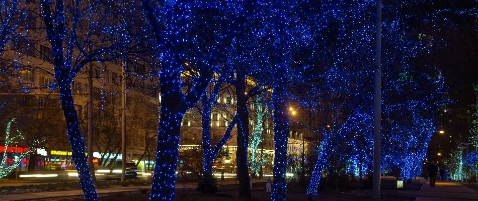 Blue holiday lights on trees in Olathe, KS.