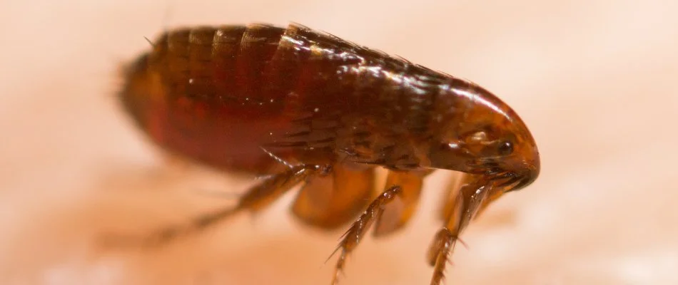 Brown flea on skin in Olathe, KS.