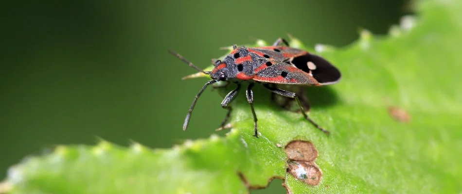 Chinch bug on the edge of a leaf in Olathe, KS.
