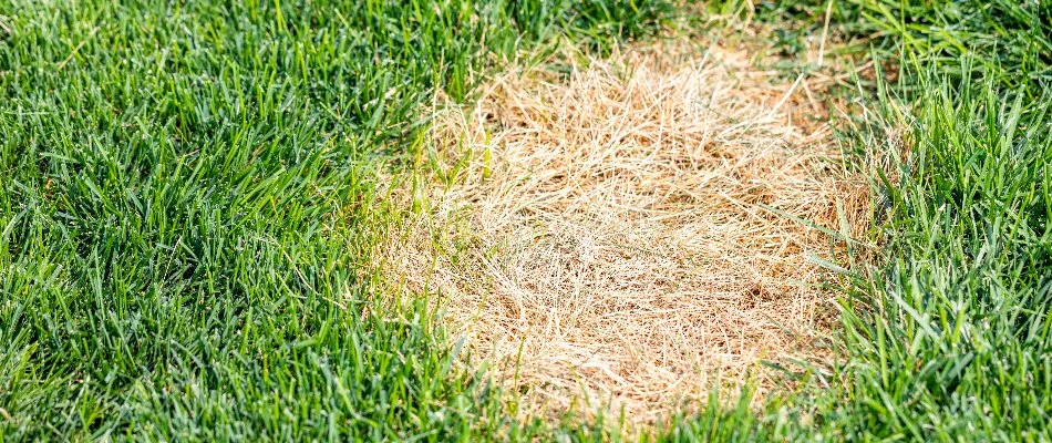 Circular, bleached grass spot in Olathe, KS.
