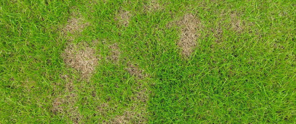 Circular ring of brown grass on a lawn in Olathe, KS.