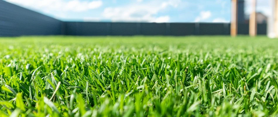 Green, healthy grass in a yard in Olathe, KS.