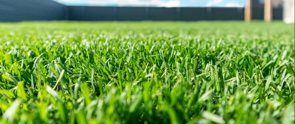 Healthy, green lawn on a property in Olathe, KS.