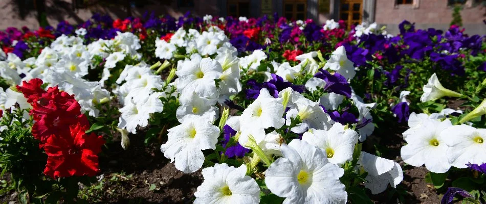 Colorful annual flowers.
