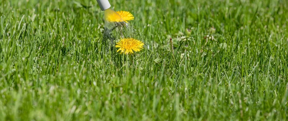 Recently mowed lawn in Olathe, KS.