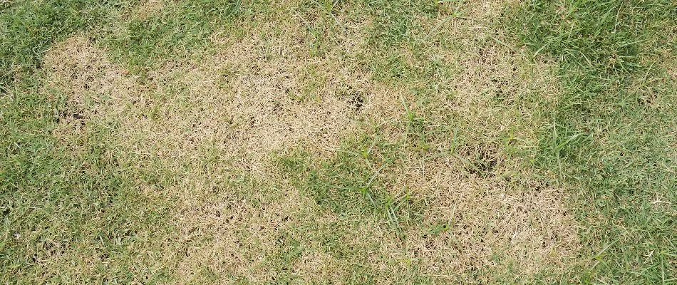 Dead grass in Olathe, KS, from a lawn disease.