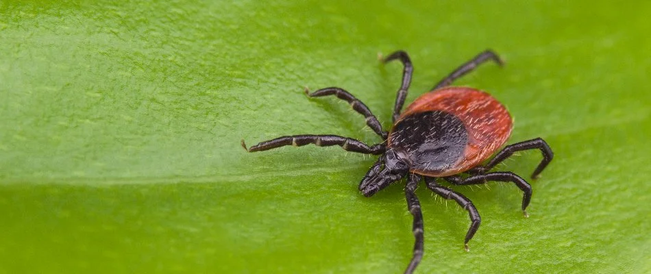 Deer tick on a green plant leaf in Olathe, KS.
