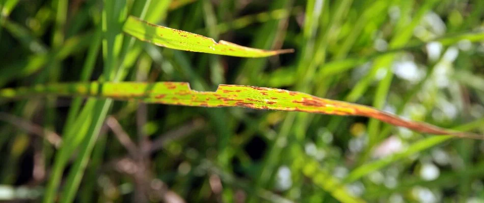 Grass blade with brown spots.