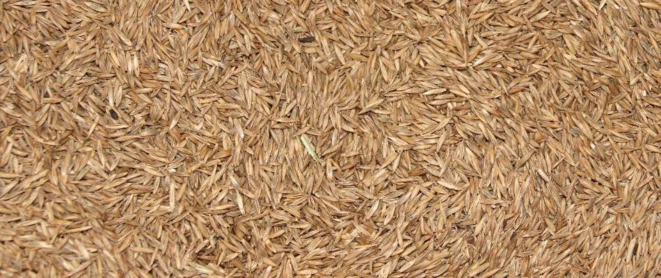 Grass seeds for overseeding in Olathe, KS.