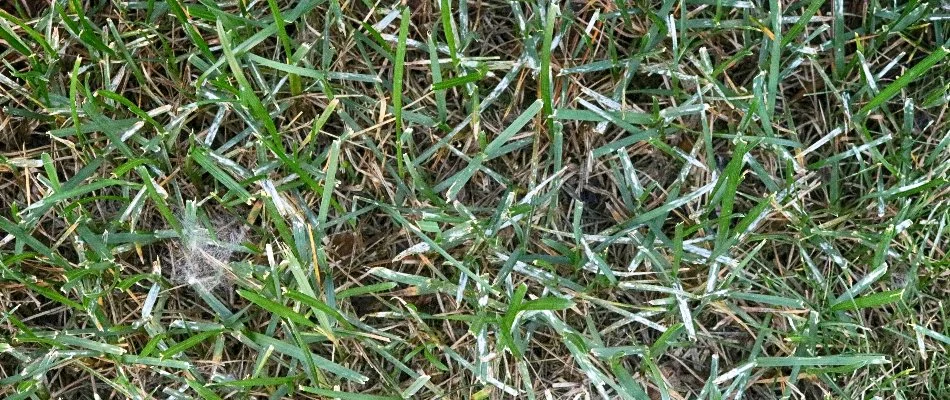 Grass with powdery mildew in Olathe, KS.