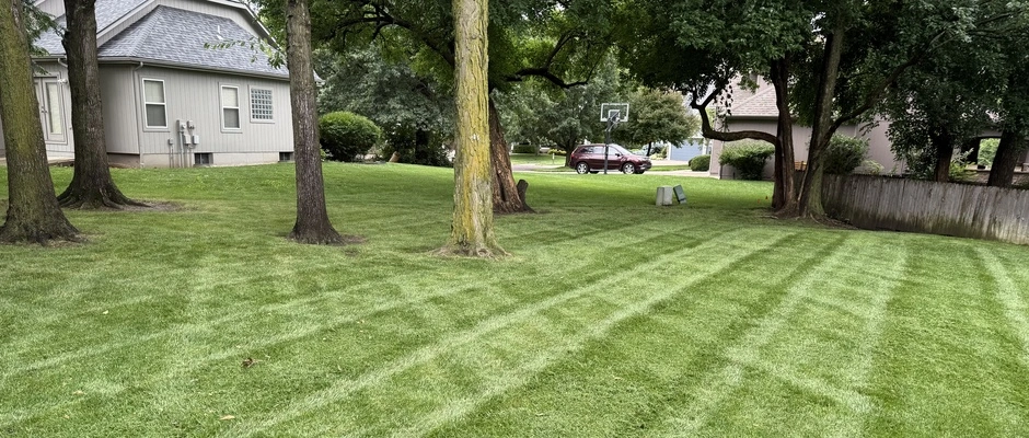 Lawn in Olathe, KS, with striping from mowing.