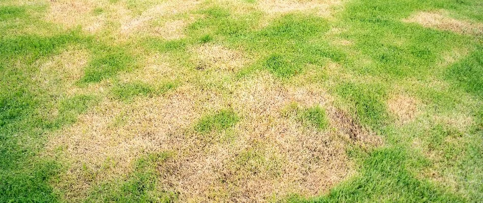 Green grass around brown patches in Olathe, KS.