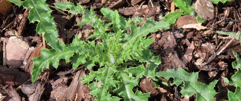 Round fire pit surrounded by chairs in Olathe, KS.