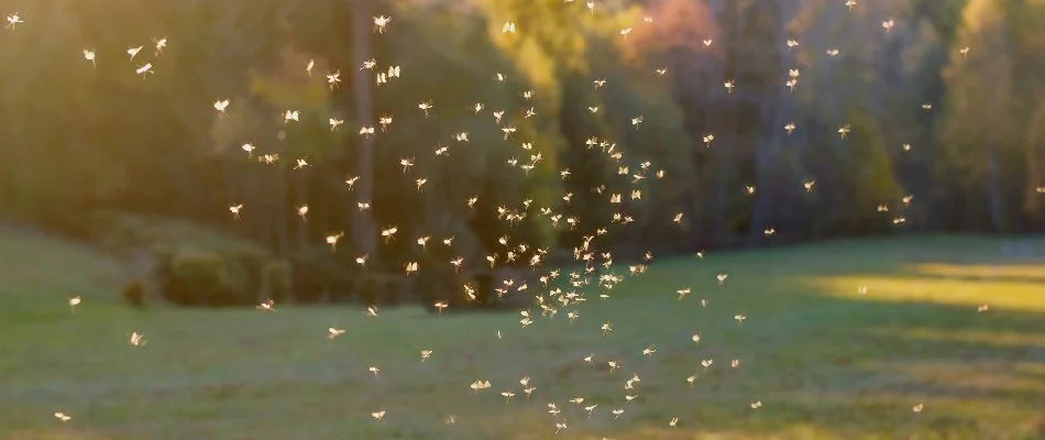 Mosquitoes flying around through the air in Olathe, KS.