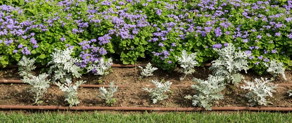 Landscape bed in Olathe, KS, with plants and drip irrigation.