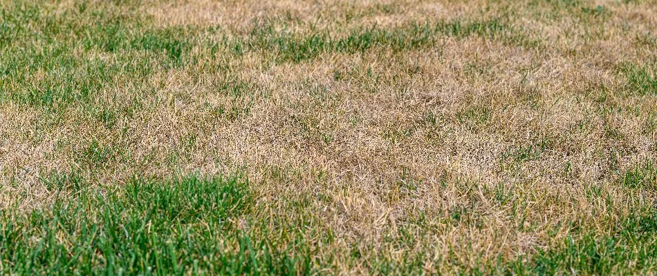 Lawn in Olathe, KS, with yellowish-brown patches.