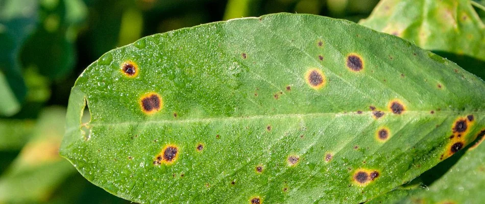 Plant with a disease in Olathe, KS.