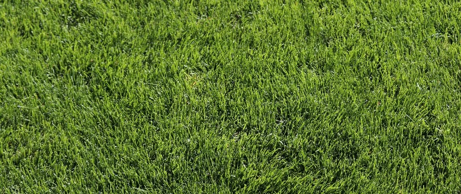 Close-up of grass in Olathe, KS.