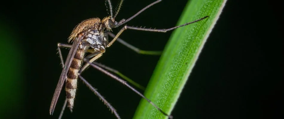 Mosquito on a grass blade in Olathe, KS.