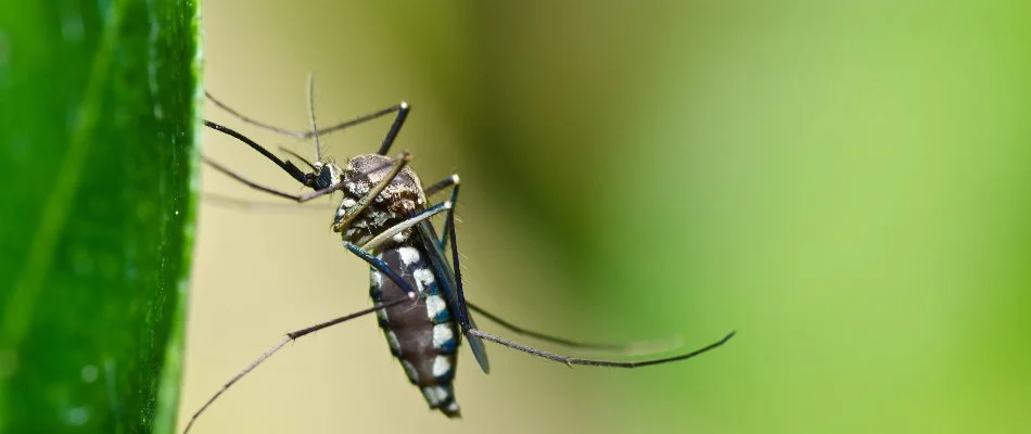 Mosquito on the side of a plant leaf in Olathe, KS.