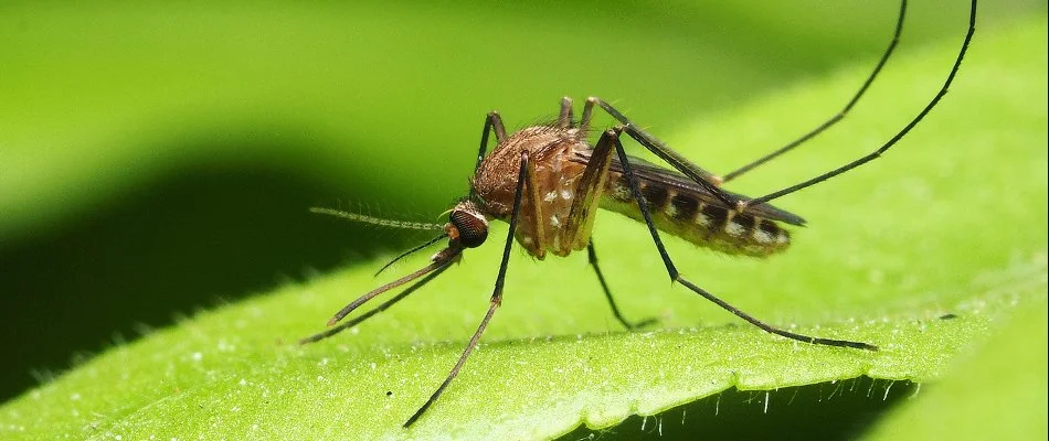Mosquitoes standing on a leaf on a commercial property in Olathe, KS.