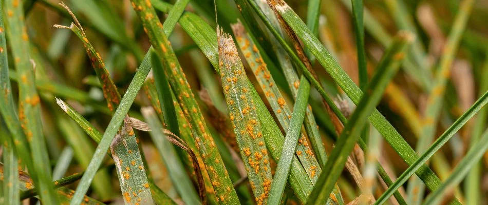 Orange pustules on grass blades.