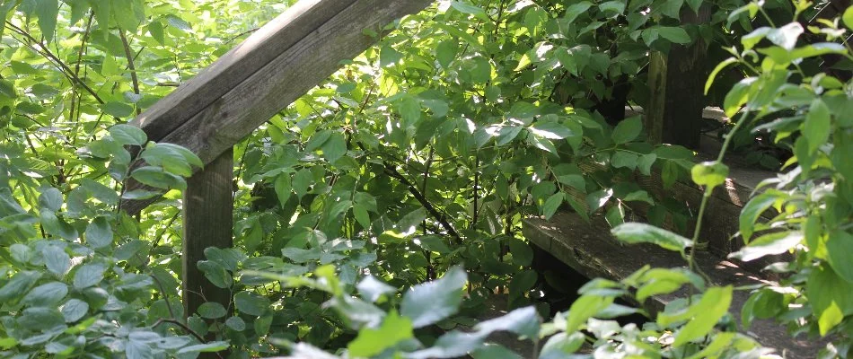 Overgrown vegetation near steps on a property in Olathe, KS.