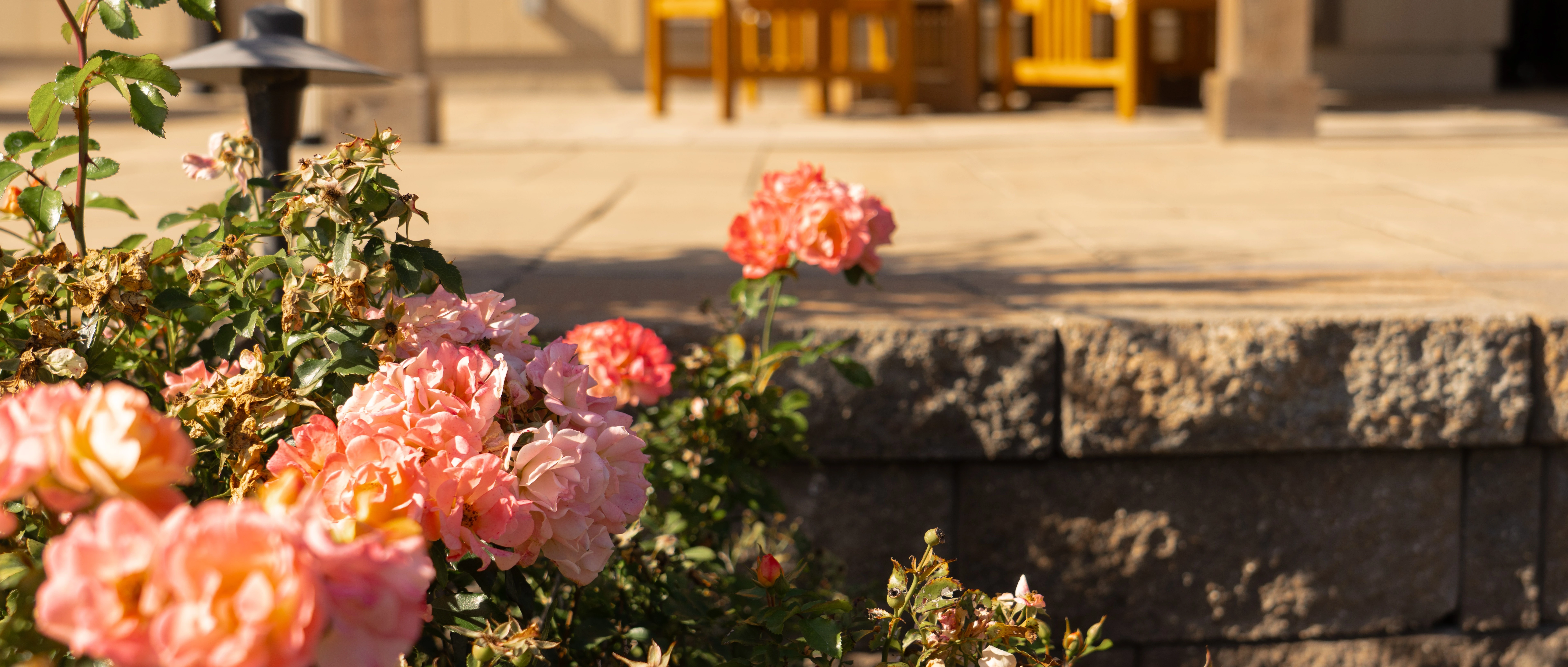 Roses on a lawn in Olathe, KS.