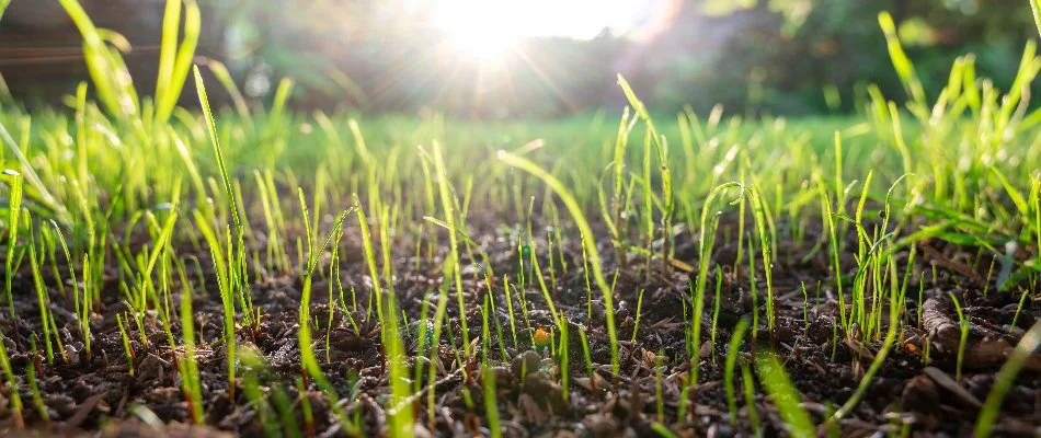 Round fire pit surrounded by chairs in Olathe, KS.